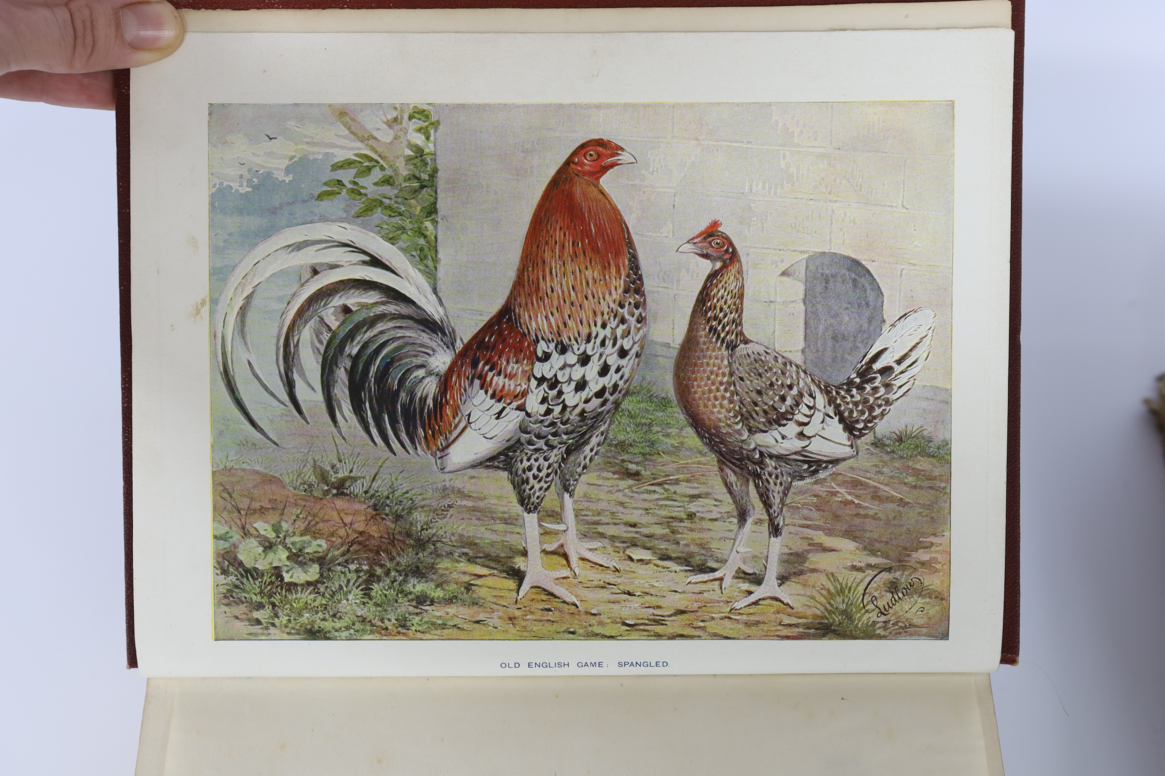 Tegetmeier, W.B. - The Poultry Book: comprising the breeding and management of profitable and ornamental poultry....new edition, greatly enlarged. coloured pictorial and printed titles, 28 coloured plates (ex 29, lacks f